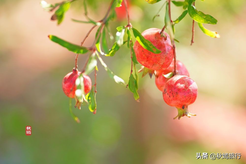 常熟海虞铜官山景区有什么,常熟海虞铜官山生态观光园