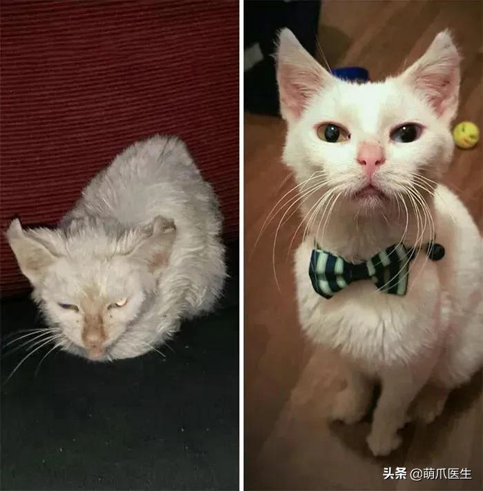 猫吃钢丝球视频,吃钢丝球的猫咪
