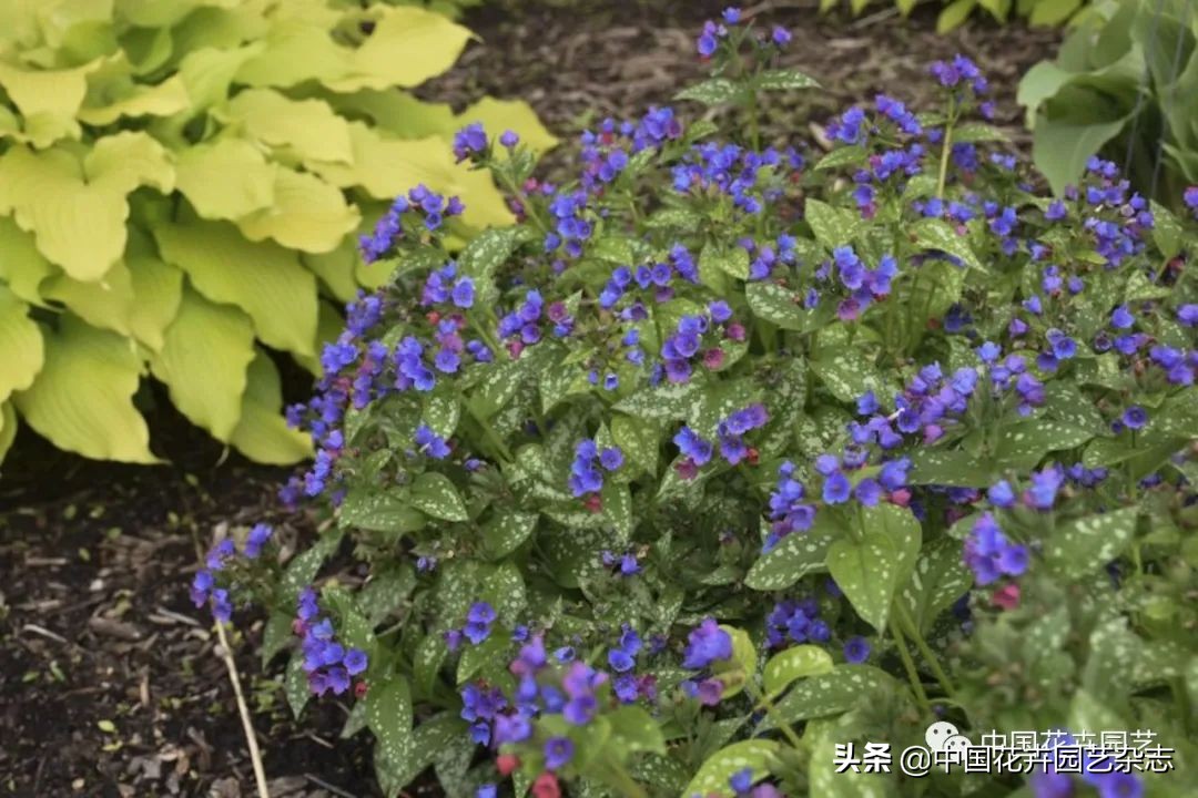 全球知名育种商网上推新品——TerraNova、ProvenWinners|环球