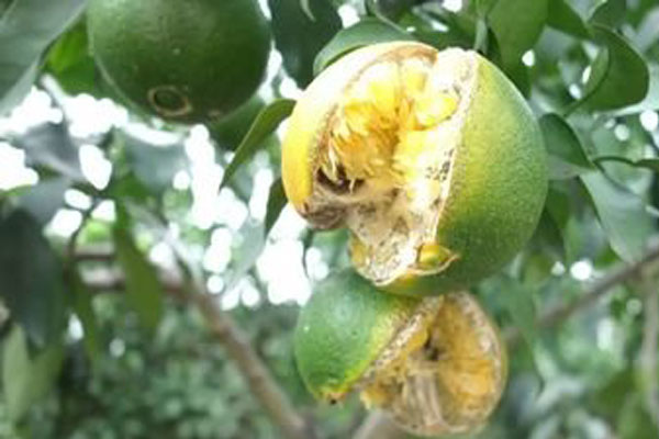 脐橙裂果的原因和解决方法,脐橙防内裂果的最佳方法