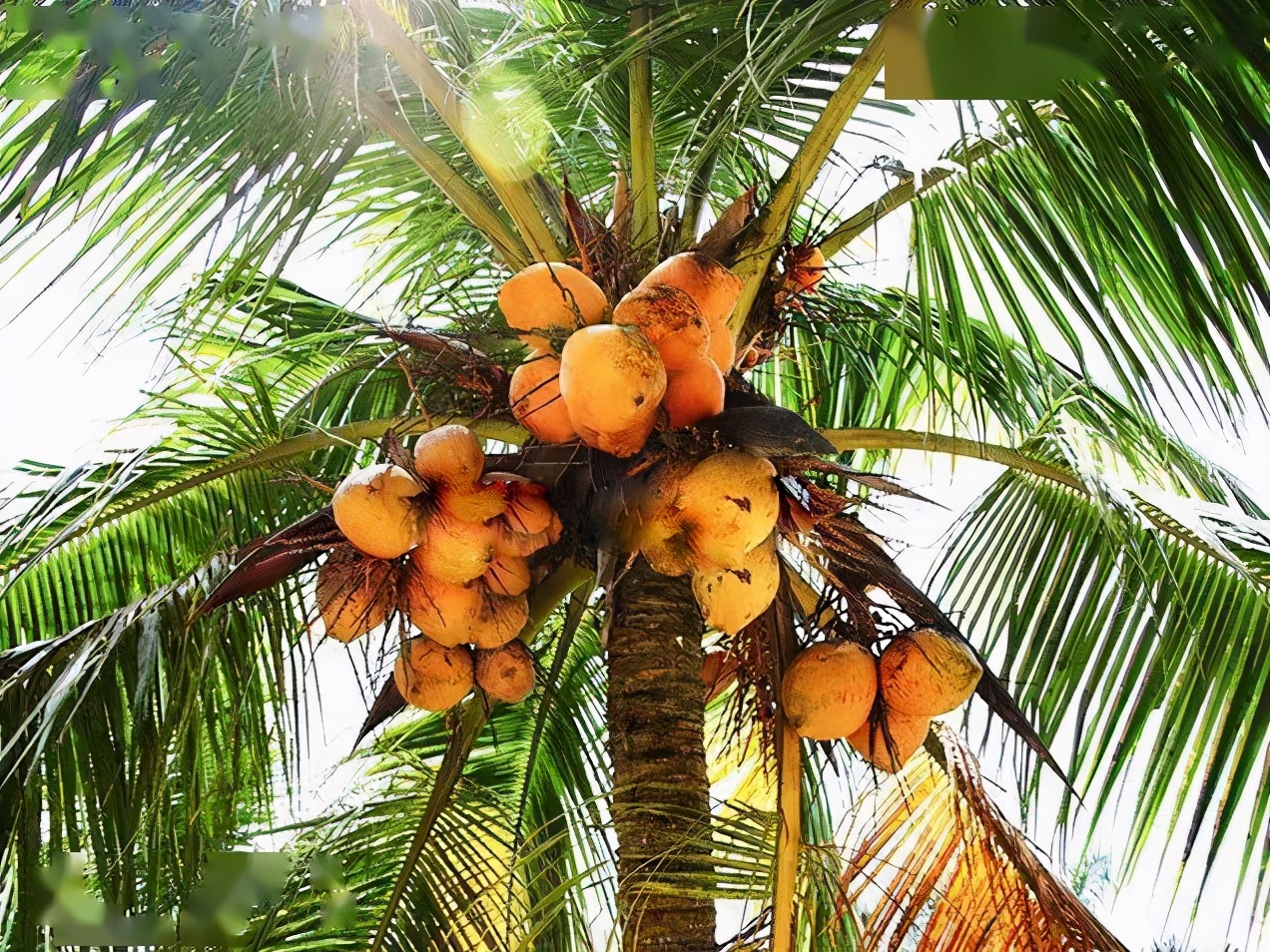 海南天然椰子汁好喝吗,正宗海南椰子鲜榨果汁