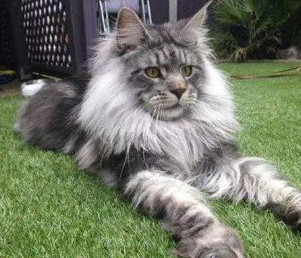 美国最可爱的猫,美国最有代表性的猫