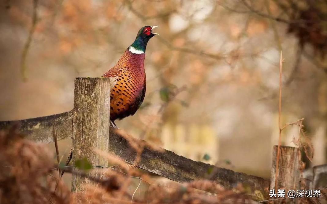 野鸡为什么泛滥成灾,野鸡泛滥成灾为什么还是保护动物