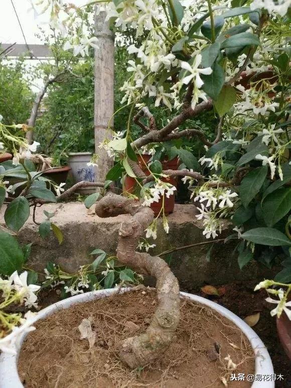 络石盆景的鉴赏与栽培养护