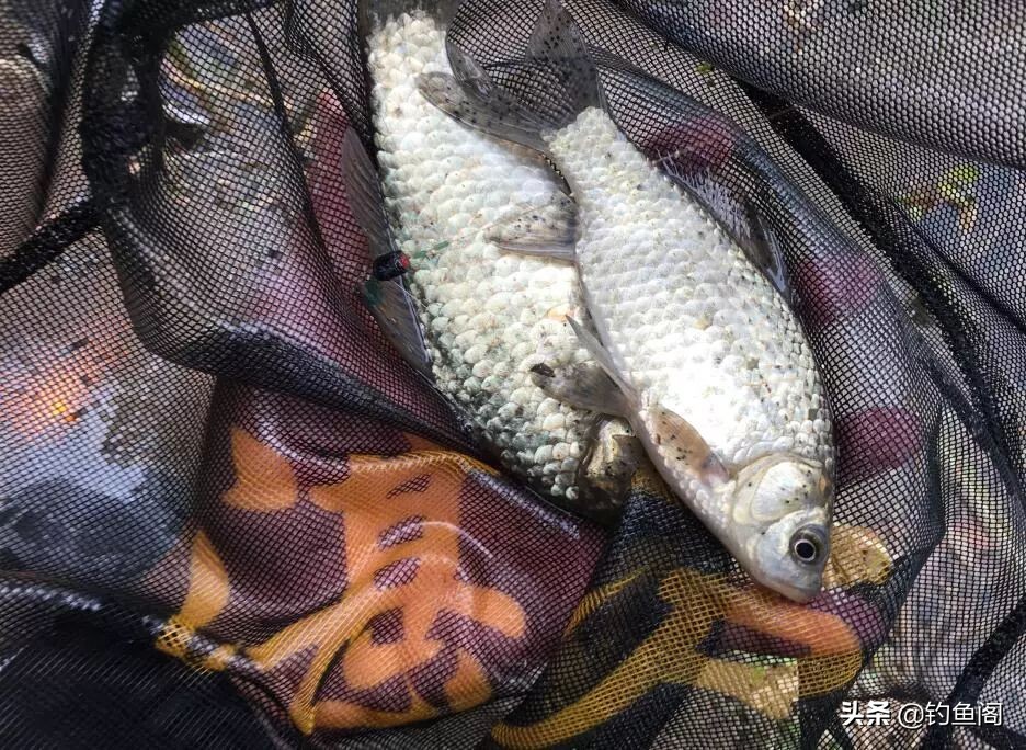 新手该怎么钓到鱼教程,初学者怎么才能钓到鱼