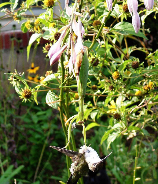 鸟VS螳螂，却被螳螂吃掉！“元芳”你怎么看