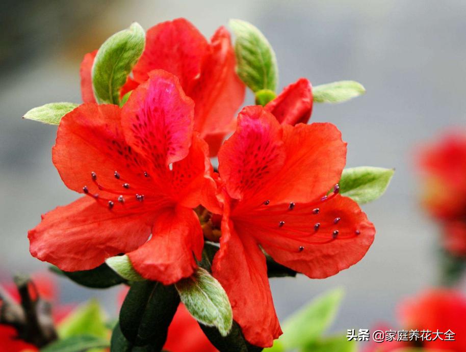 杜鹃新发芽就变黄枯萎怎么救,杜鹃开花少怎么办