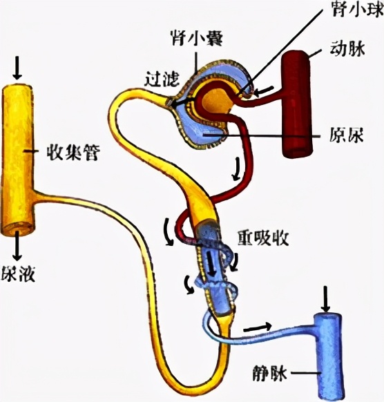 人少一个肾对身体有什么影响,男人少了一个肾有什么影响