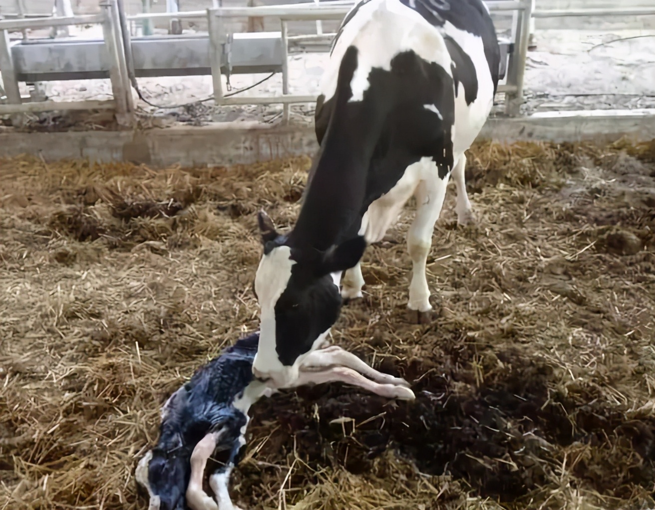 母牛产后奶水不足怎么补救,母牛奶水不足用什么土方法下奶