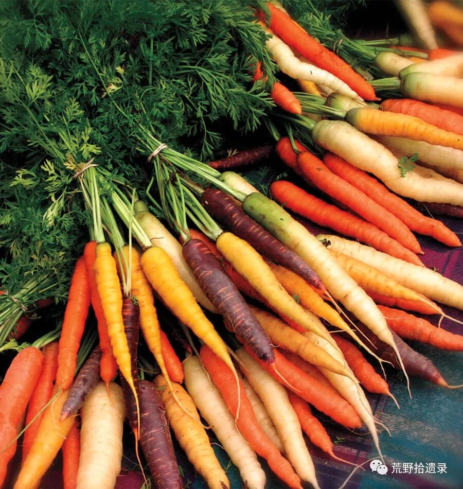 你知道胡萝卜是怎么来的吗,胡萝卜的演化史