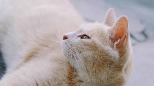 小奶猫突然浑身抽搐完躺了一会,公宠物猫发了情怎么缓解