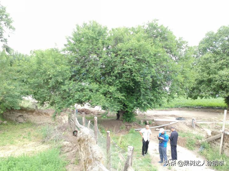 桃养人，可要种好桃，这些桃的特性要了解