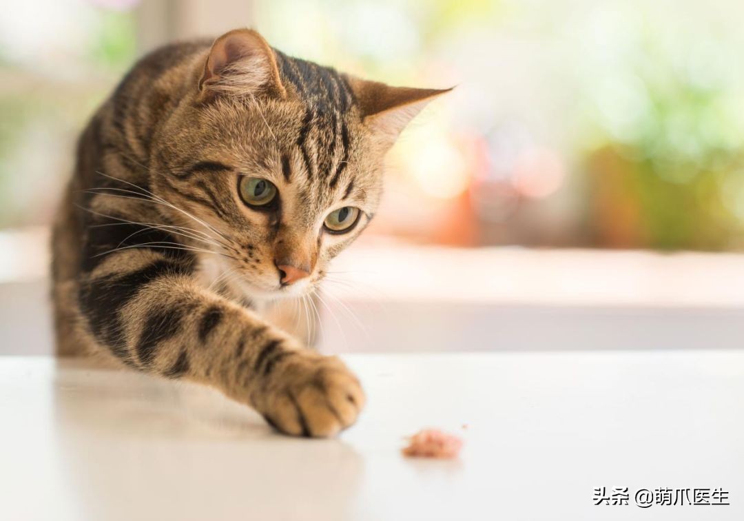 猫咪为什么好奇人类食物,为什么猫咪可以一直吃