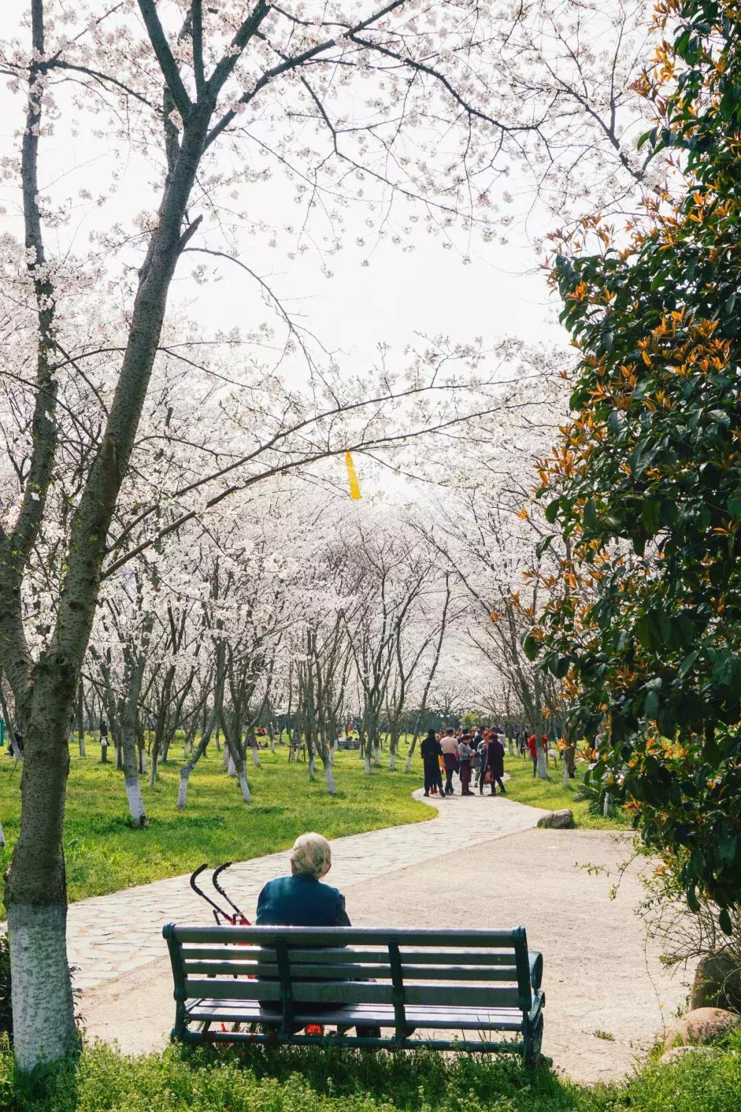 浙江11个地方樱花烂漫，千亩粉色天堂美到开挂，不输日本东京