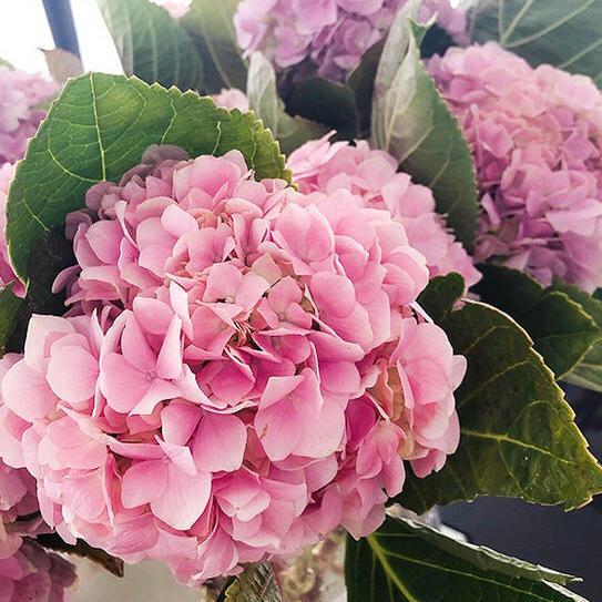 李子柒的院子都种的啥,李子柒推荐的三种花