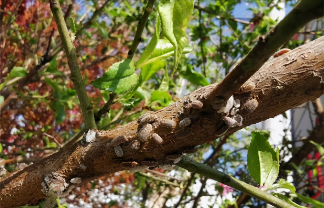 识别介壳虫,怎么判断介壳虫死活