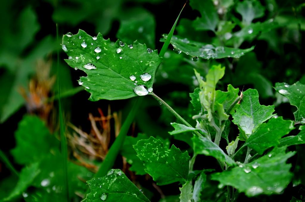 “八珍何得望藜羹”——揭开被陆游推崇备至的灰条菜的美食之谜