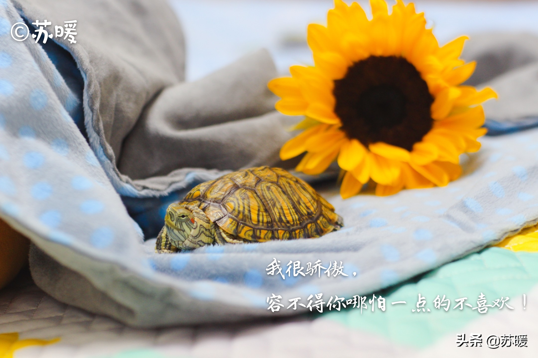 红茶可以治疗乌龟腐皮吗,腐甲腐皮的乌龟怎么治疗