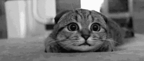 正确的抱猫姿势到底是怎样的？原来一直以来我都抱错了...