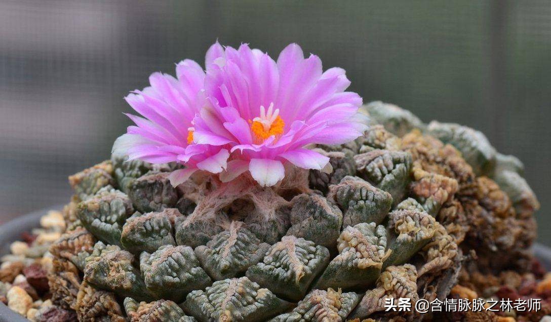 室内三种最旺家庭养植物,家居绿植哪些不适宜养