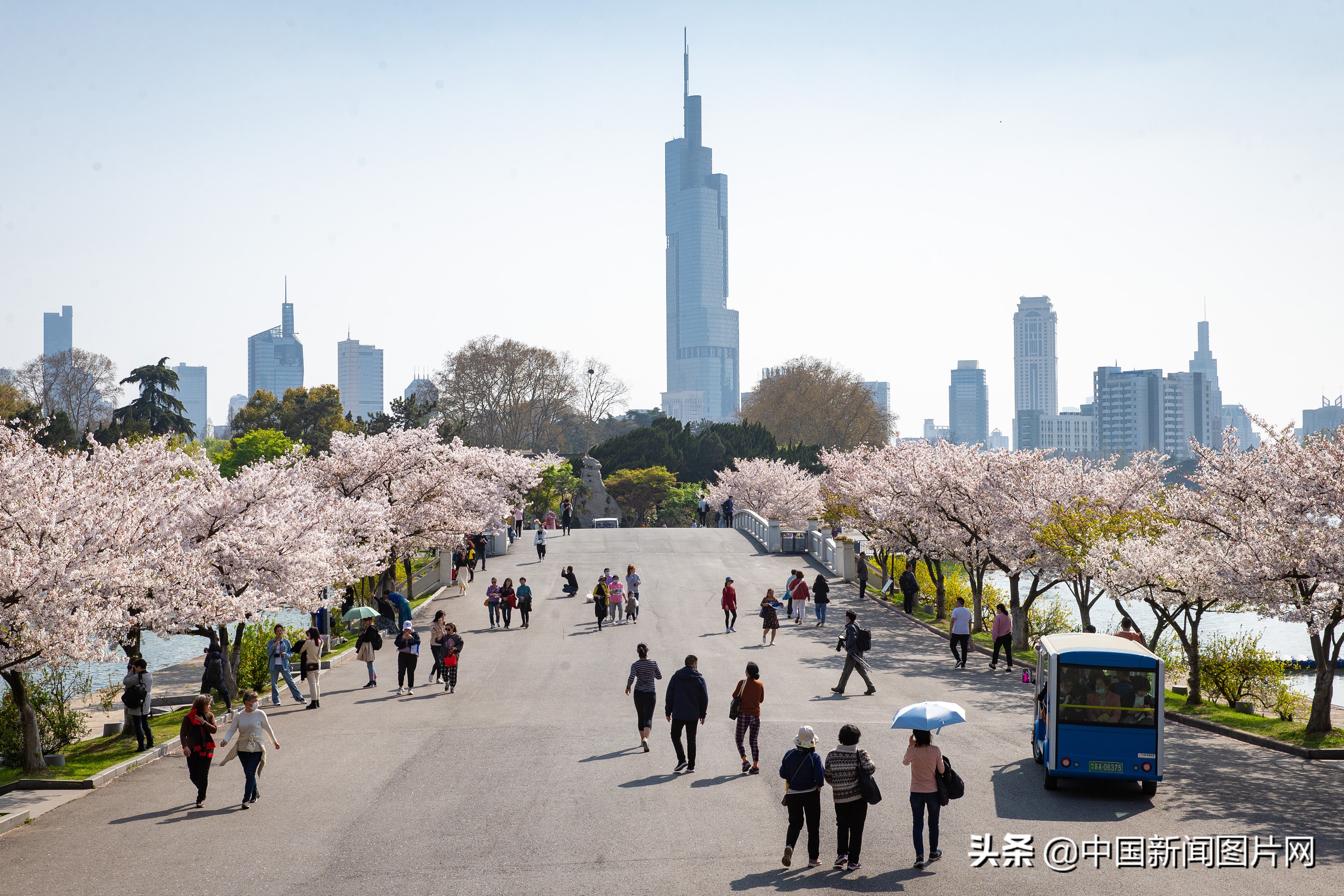 南京珍珠河两岸樱花烂漫,江苏南京樱花烂漫春意浓