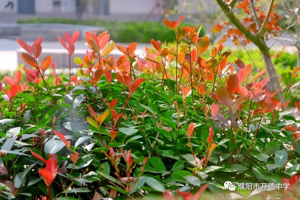 濮阳市开德中学图片,濮阳华龙区开德中学