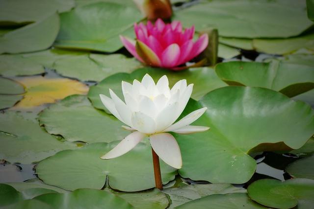 十大名花排名哪种花排名第一,水仙花是我国的十大名花之一