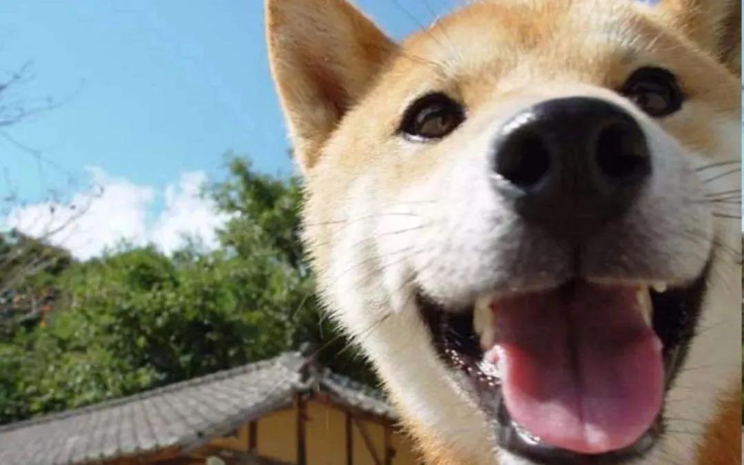 一个舔狗的基本特征,一个舔狗的生活