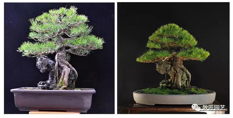 提根盆景造型大全大图,漂亮的提根盆景图片