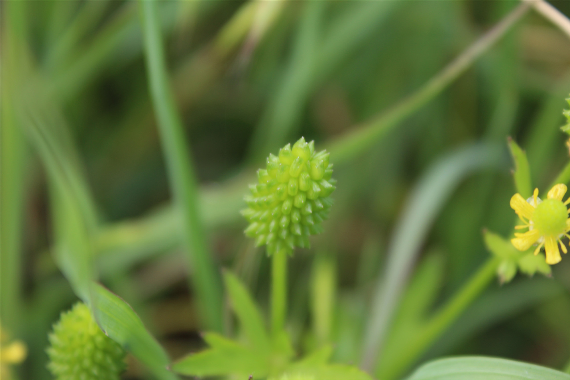 中药石龙芮是什么意思,中药石龙芮的功效与别名