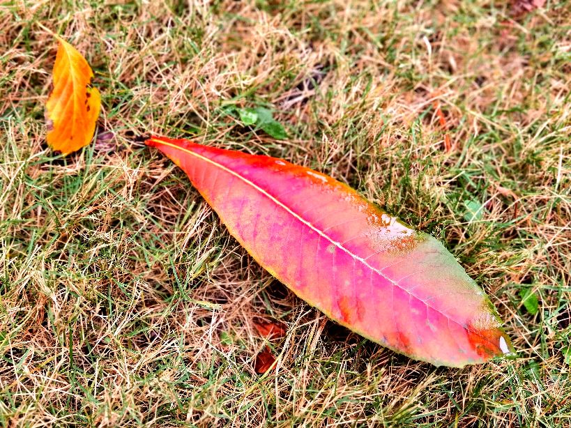 秋天的回忆完整版,秋天的回忆歌曲