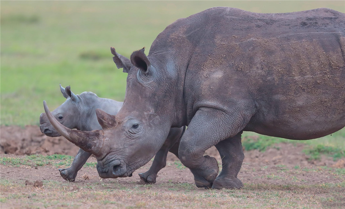 涨姿势世界七大著名心理学效应,动物都可能得抑郁症吗