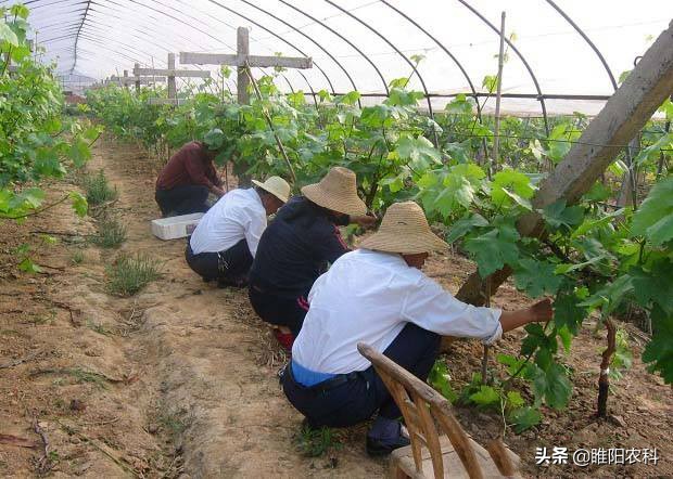 葡萄打药最快的方法,葡萄喷了多菌灵