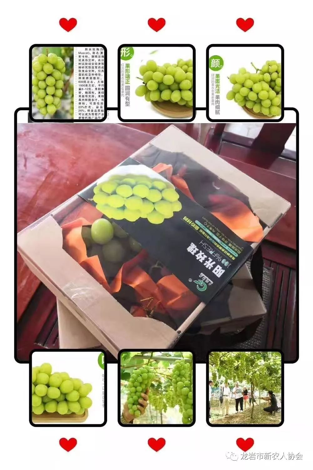 带你走进农村新民居,今日头条龙岩新农人