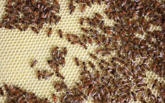 蜜蜂病虫害的防治大全,蜜蜂怎么预防蜘蛛病害发生