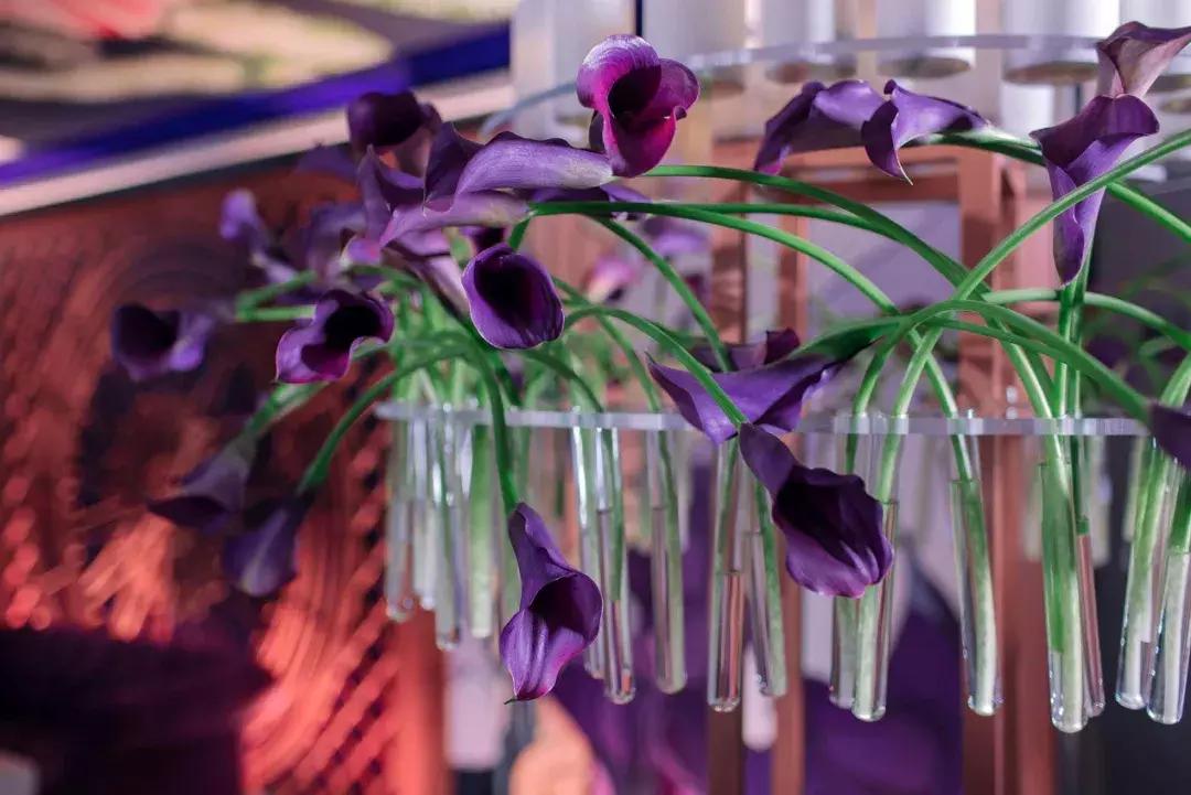 马蹄莲插花怎么养时间长,马蹄莲鲜花养护