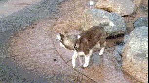 狗子偷吃猪手被发现,狗子被主人吓尿怎么办