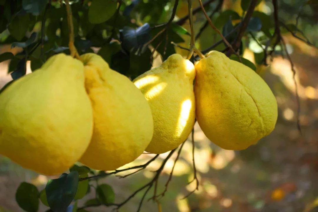 广西太婆螺蛳粉,广西那么多粉只有螺蛳粉火了