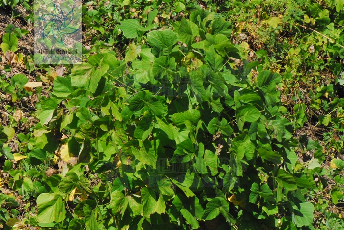 藁本神农本草经,神农本草经葛根原文