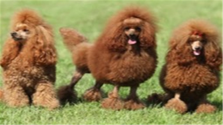 怎么养贵宾犬的方法大全,贵宾犬怎么养最好