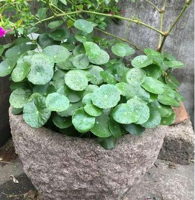 废弃水缸多肉植物造景,坛子种碗莲怎么种好看