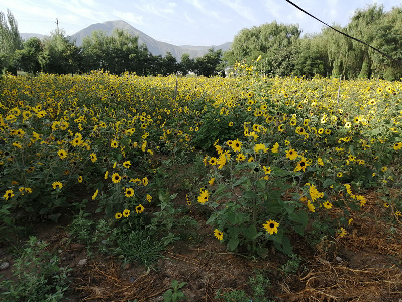 晨练路上感受田园气息,西固区河口镇张家台田园小镇