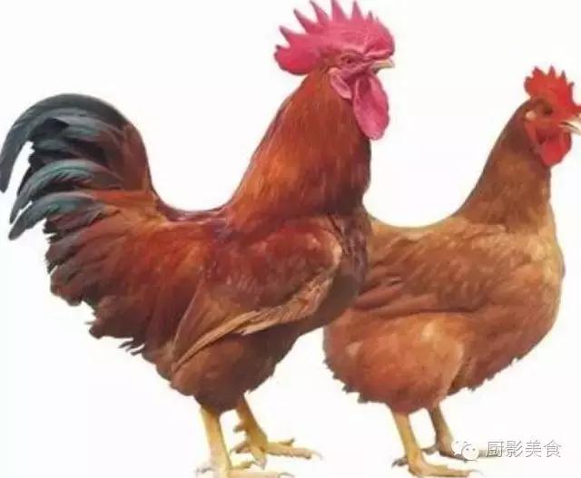 全世界的鸡都在这了，有你认识的吗？