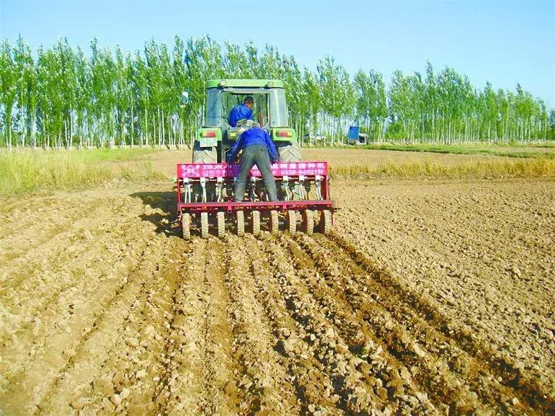 小麦弱苗黄苗如何进行补救,小麦发黄死苗怎么办