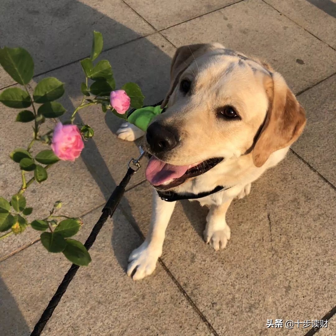 这几天肺炎增长对比,最近几天出现肺炎症状