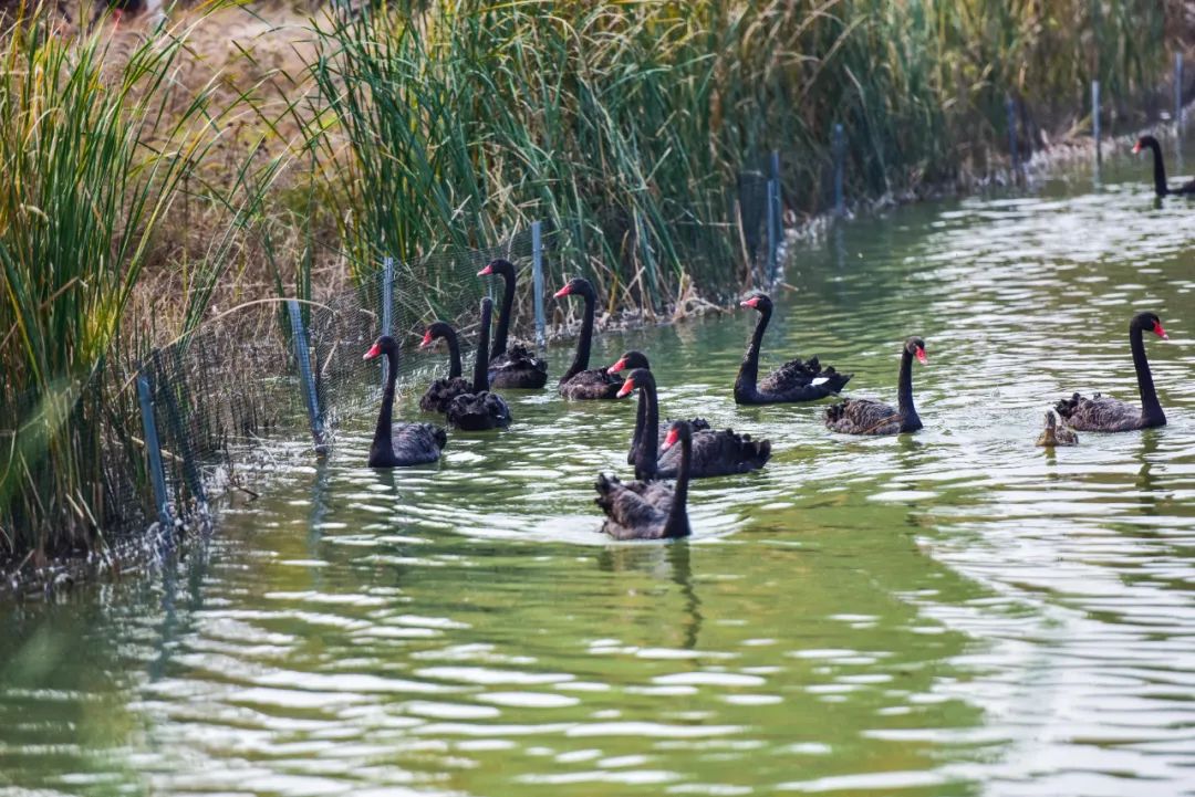 动物园、植物园、运动场、游乐场,洛阳从政坊大同坊,红得有道理