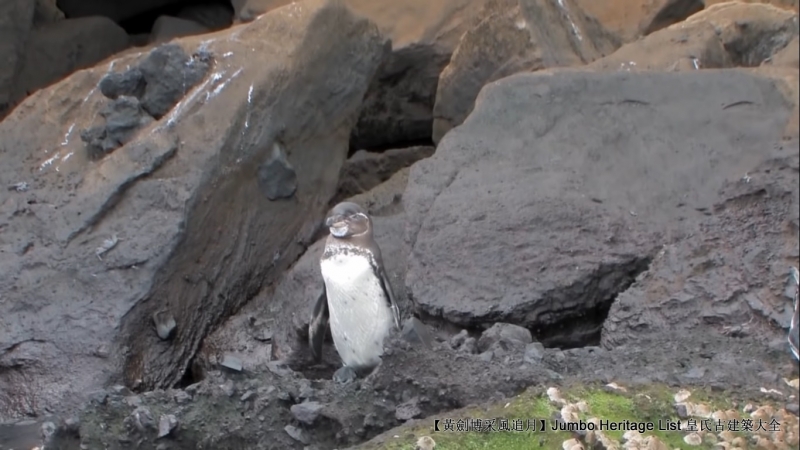 世界上最长寿的象龟多少岁,迄今发现最长寿的龟