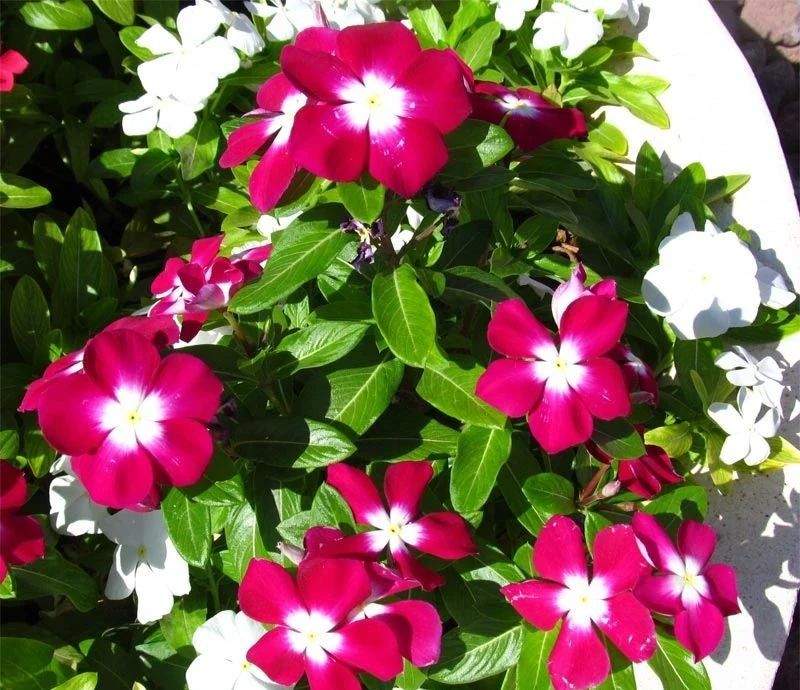 适合室外不怕酷热和寒冷的花卉,适合阴暗潮湿不需要阳光的植物