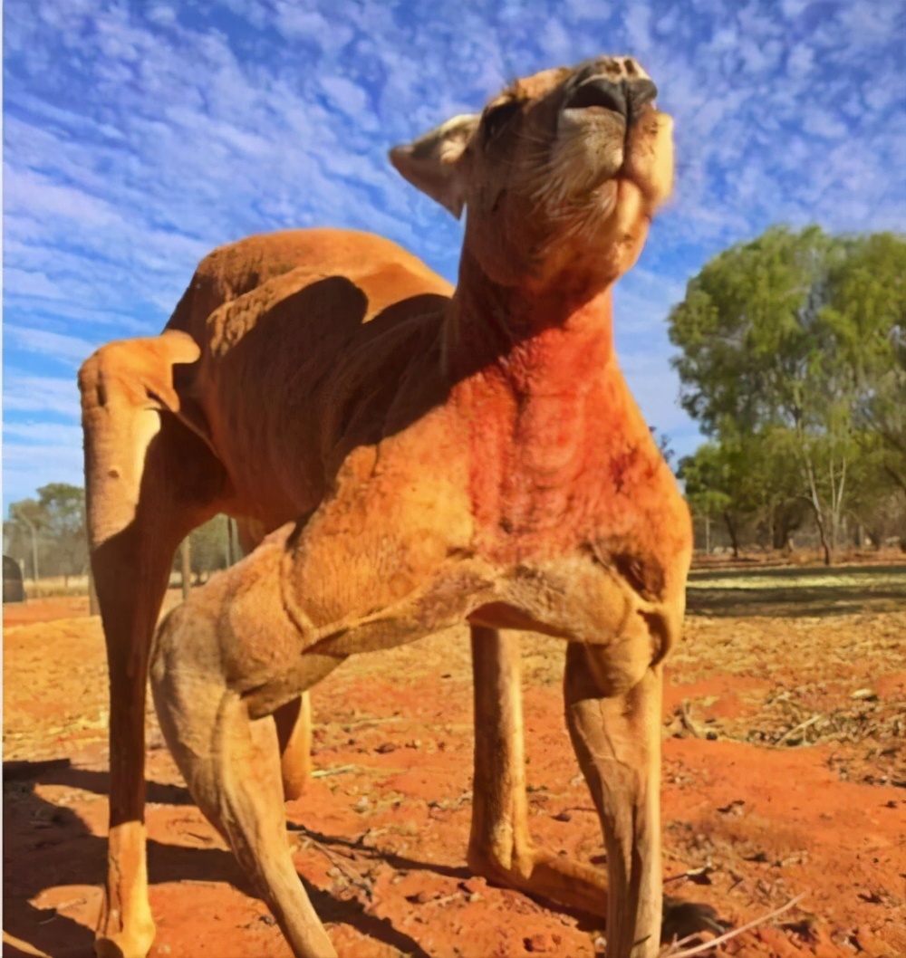 偶遇澳洲巨型袋鼠,澳大利亚巨型袋鼠