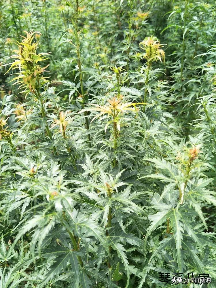 中式庭院藤类植物,枫树和紫藤